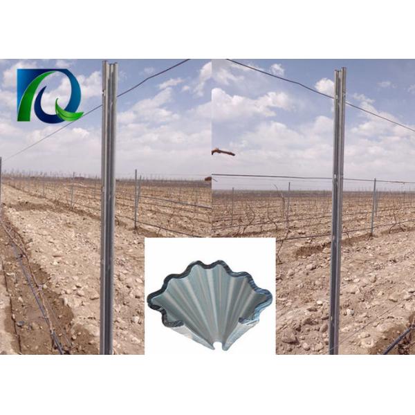 C Type 275G/M2 Hot Galvanized Metal Vineyard Trellis Posts