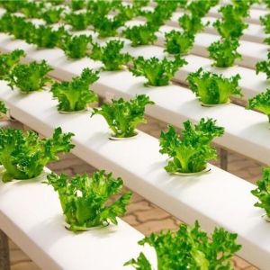 Film Greenhouse Hydroponic System Package Gross Weight 2000.000kg Customized