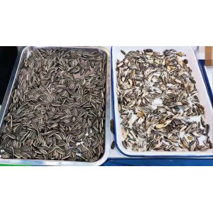 Pumpkin Seeds Color Sorting Equipment 2 Chutes 128 Channels