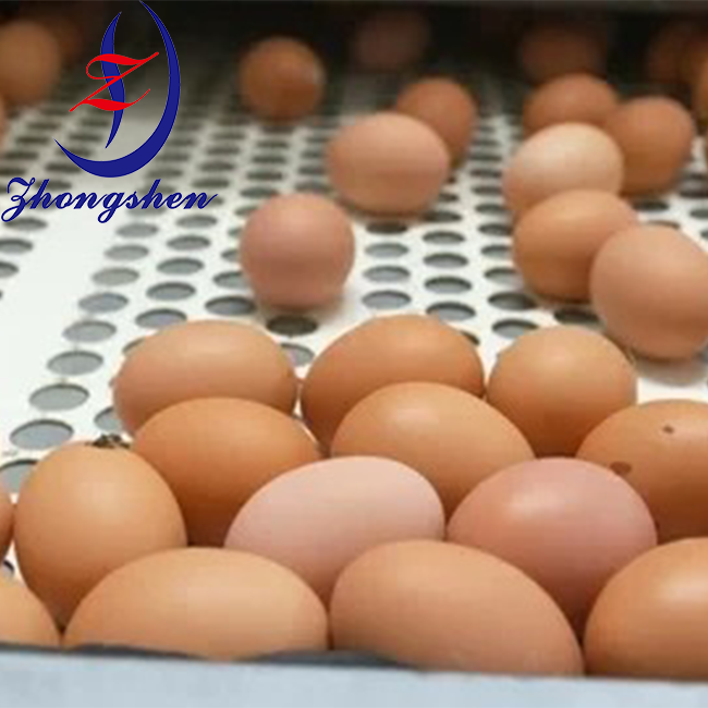 Zhongshen PP Perforated Egg Belts in Chicken Farming House