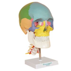 Parietal Mandible Anatomical Skeleton Model Human Skull Model Medical Demonstrat