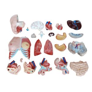 11kgs 85cm Human Anatomy Model , Unisex Torso Model With 23 Parts