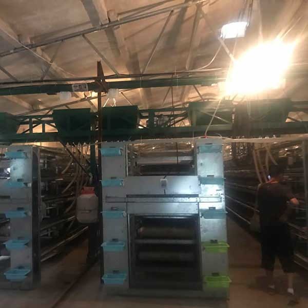 Buy 380V / 220V Commercial Quail Cages U Shape Steel Cage Frame Auto Feeding at wholesale prices