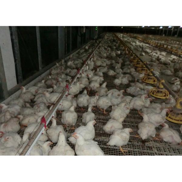 Broiler Flooring Raising Chicken Farm Equipment 4 Drinker /M