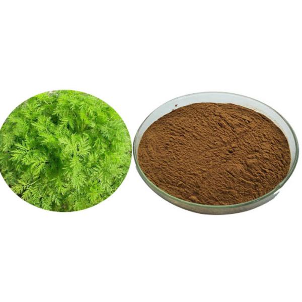 Buy Food Grade Wormwood Antimalarial Artemisia Annua Extract at wholesale prices