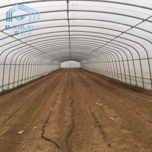 Agricultural Single Span Tunnel Strawberry PE Greenhouse Tunnel Plastic Greenhouse