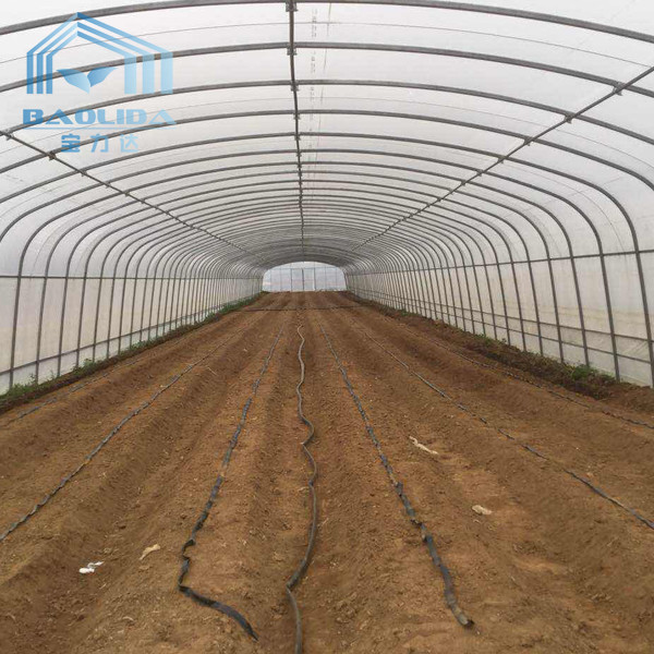 Agricultural Single Span Tunnel Strawberry PE Greenhouse Tunnel Plastic
