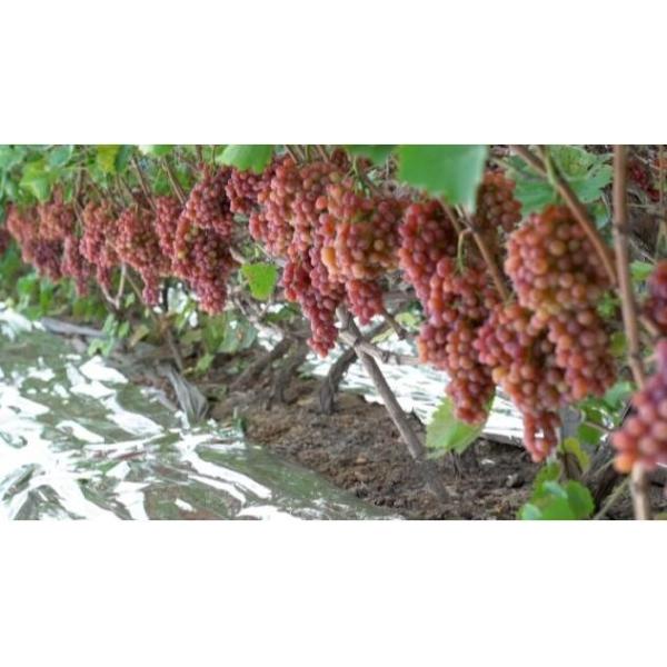 Buy 20um 25um Silver Reflective Aluminized Transparent Metalized CPP Film for Agriculture at wholesale prices