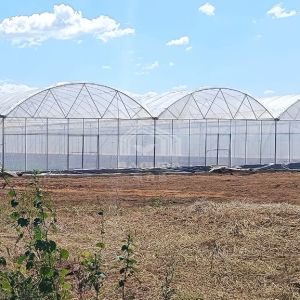 Continuous Structure Multiple Bays Connected Multi Span High Tunnel Greenhouse