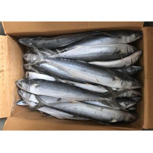 BQF Scomber Japonicus 500g 700g Freezing Spanish Mackerel