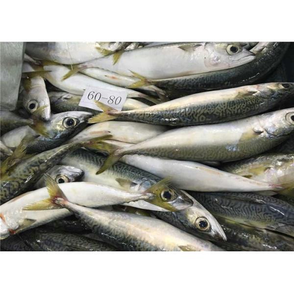 Buy Whole Round 60g 80g Delicious Sea Fresh Frozen Mackerel at wholesale prices