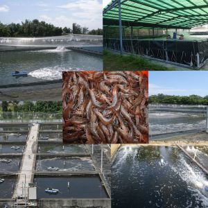 0.75mm Geomembranes Manufactured with Industrial Design Style in Philippines