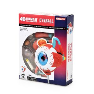 4 D Master 32 Parts Human Eye Anatomy Model Toy Puzzle Assembling Diy
