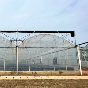 Serre Invernadero Tomato Multi Span Greenhouse Agricultural with Intelligent