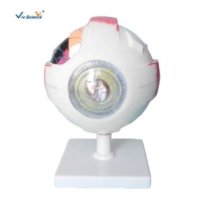 Human Eyes Anatomy Teaching Model Human Eyeball Anatomical Model