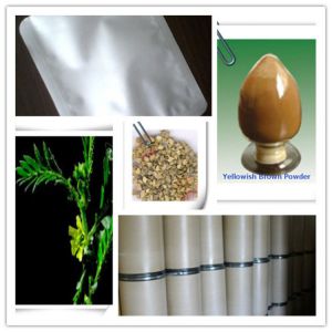 Pure Natural tribulus terrestris powder with 90% Saponins -- Tribulus terrestris