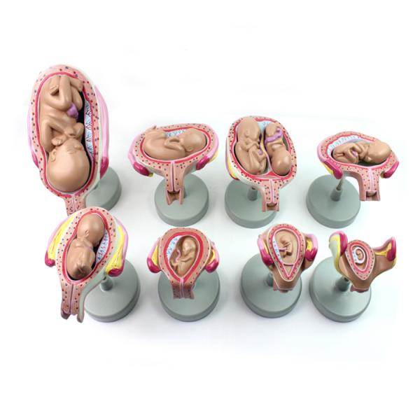 Buy 11kgs 33cm Fetal Development Models For Medical Education at wholesale prices