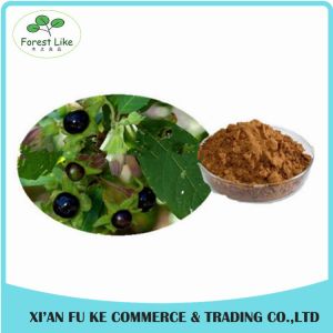Atropa Belladonna Extract Powder Hyoscyamine 0.7% -1.5%