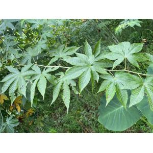 Red Raspberry OEM Pregnancy Tea Red Raspberry Herbal Fragment Sifted Rubus