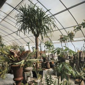 Controlled Environment Aquaponics Hydroponics Growing System for Vegetable