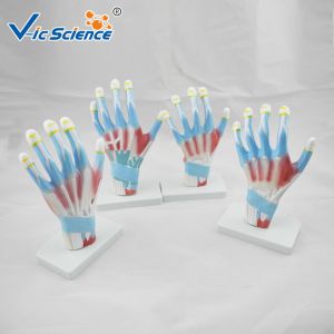 4pieces/Set Human Hand Pvc Anatomical Medical Model
