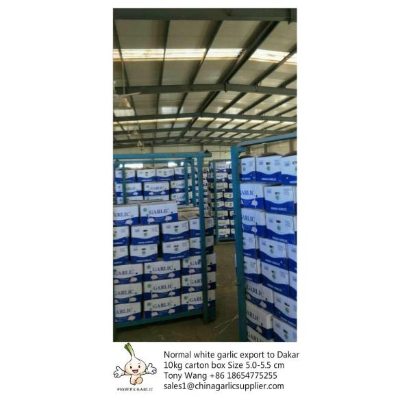 Buy Garlic to Senegal,Purple garlic. at wholesale prices