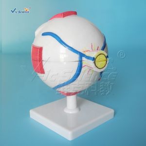 Human Eyes Anatomy Teaching Model Human Eyeball Anatomical Model