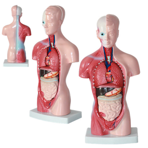 Buy Wholesale Medical Human Trunk Model Manikins For Surgery  Training at wholesale prices