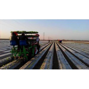 6000 - 8000plants/Hour Vegetable Transplanter Row Distance 30 - 60cm