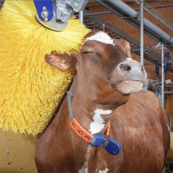 Electric Swinging Cattle Scratching Brush For Back Itching