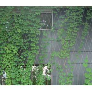 China Trellis Climbing 304L Stainless Steel Rope Mesh Wtih Ferrule on sale