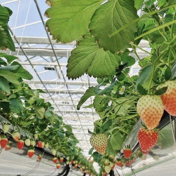 Hollow Roof Hydroponic Greenhouse for Flower Growing