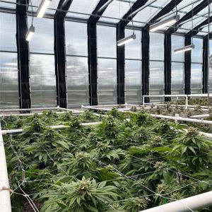 Light Deprivation Shading Greenhouse Fully Automated Light Dep Blackout