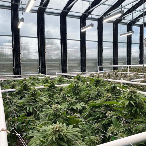 Buy Polymethine Inflatable Automated Light Dep Greenhouse With Rolling Blackout at wholesale prices