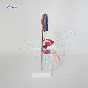 Pvc Male Urogenital System Medical 40cm Human Anatomy Model
