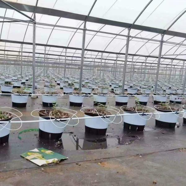 10000 Sqm Easy Connected Tunnel Cgreenhoue Plastic Poly Film Growing Strawberry Bluberry Berry Fruits