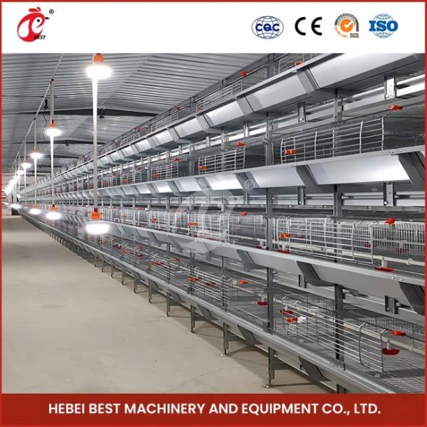High Precision Automatic Broiler Chicken Cage H Type Poultry Broiler Cage Rose