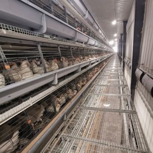 China Layer Poultry Battery Chicken Cages 96 / 120 / 128 / 160 Birds on sale