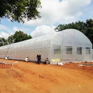 Wind Resistance Plastic Film Greenhouse with 90% Light Transmittance