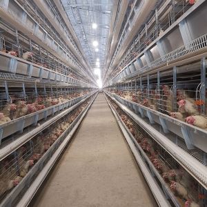 Poultry Farm House Features Hot Galvanized Battery Cages Specifically Designed