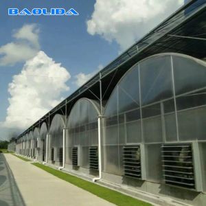 Multi Span Tunnel 8mm Polycarbonate Sheet Greenhouse For Gardening