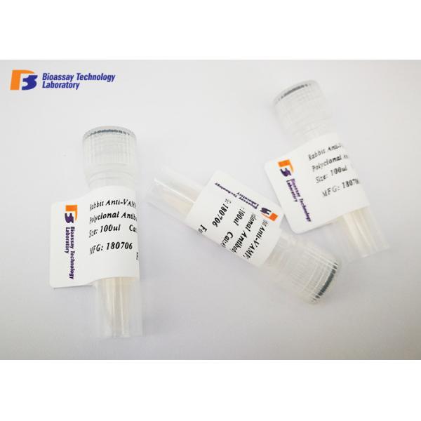 Buy Anti Mouse ING1L Monoclonal Antibodies , WB / ELISA Use Mab Monoclonal Antibody at wholesale prices