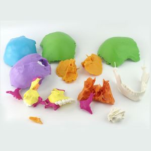 Disarticulated Human cranial 22 Parts cranial Model, Human Exploded cranial