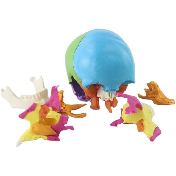 Disarticulated Human cranial 22 Parts cranial Model, Human Exploded cranial