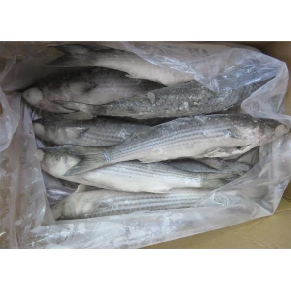 Buy 500g 1000g Bulk BQF Seafrozen Gray Mullet Fish For Hotel at wholesale prices