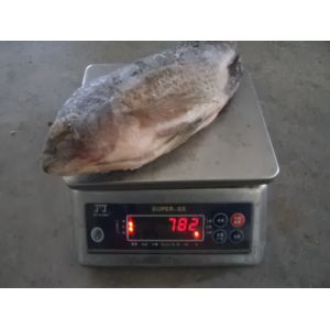 China Fresh Good Quality Gutted and Scaled Tilapia on sale