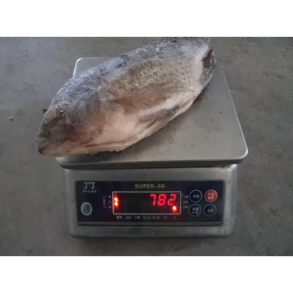 Buy Fresh Good Quality Gutted and Scaled Tilapia at wholesale prices