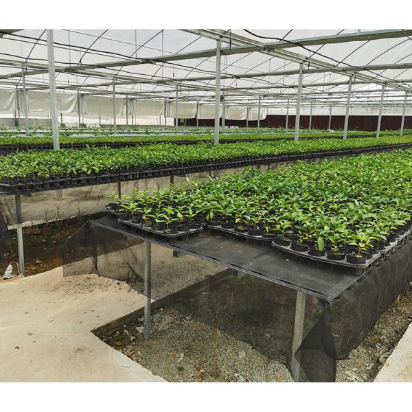 2-5m Shoulder Height High Tunnel Sawtooth Greenhouse for Commercial Plant Cultivation