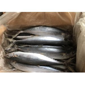 BQF Scomber Japonicus 500g 700g Freezing Spanish Mackerel