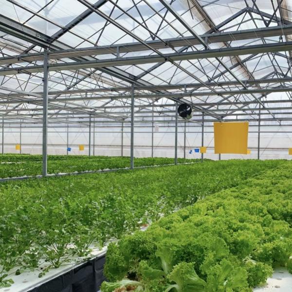 Efficient Hydroponic Growing System Glass Greenhouse